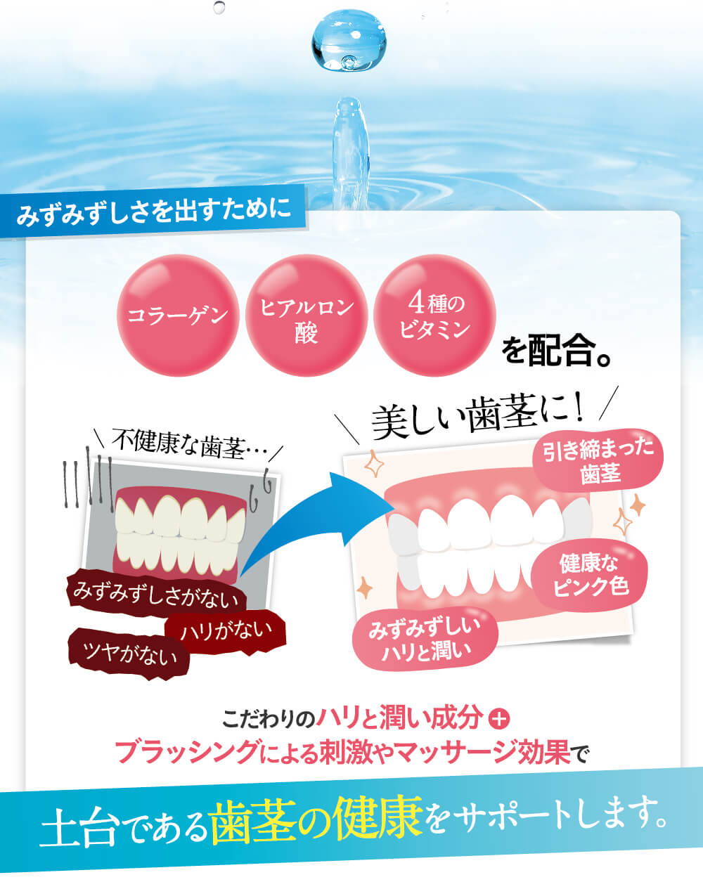 歯ぐきの健康をサポート